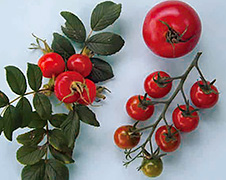 ［写真2］ハマナス果実（左）、トマト果実（右上）及びミニトマト果実（右下）〈2019.8.15〉