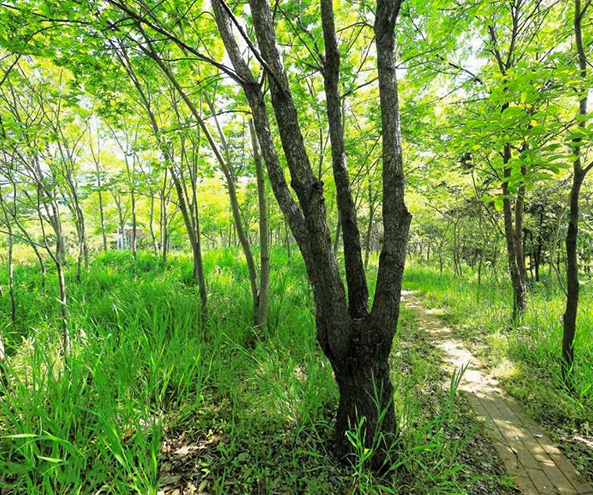 尼崎の森中央緑地